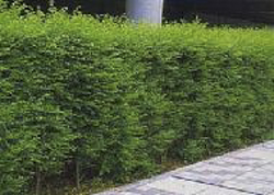 植木の種類と管理方法 マンション ビル 工場の緑地管理 豊水緑地株式会社